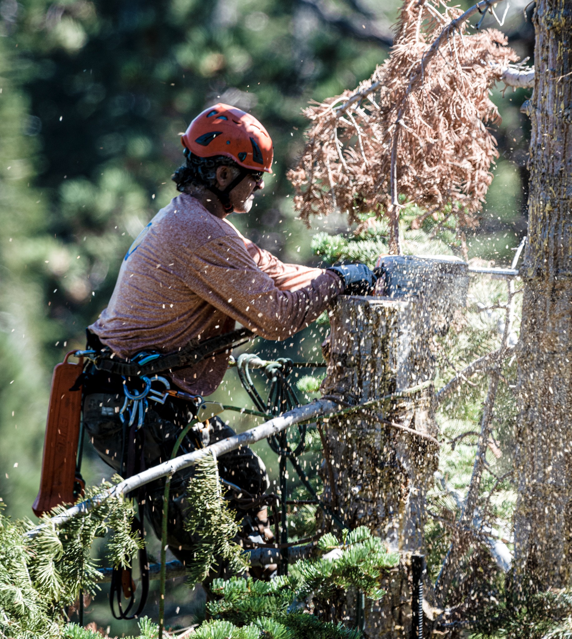 Billy cutting a tree while secured with climbing equipment