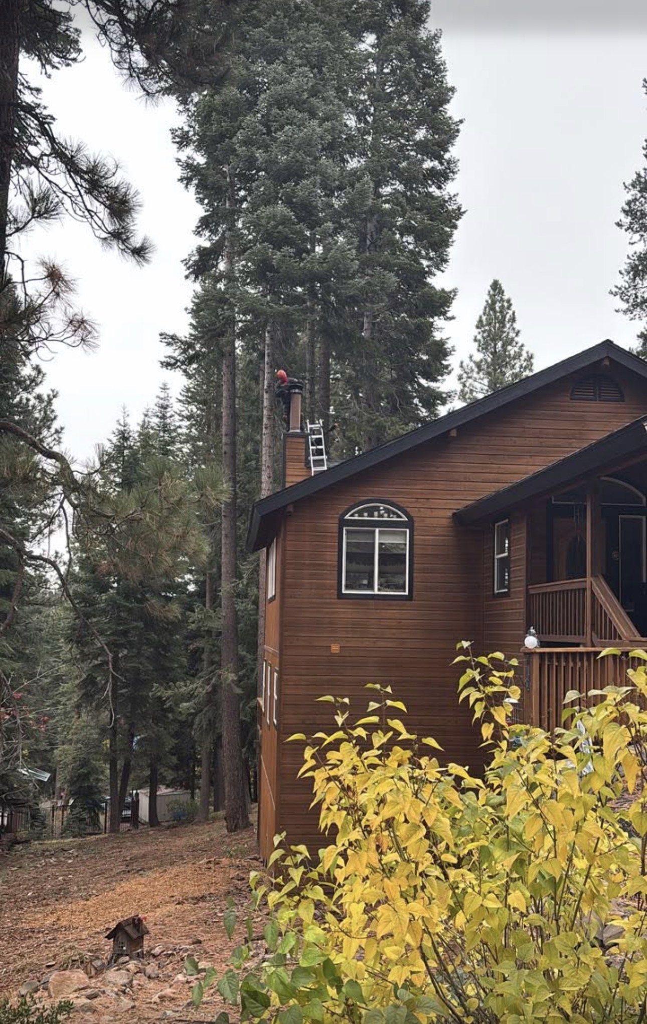Mountain home surrounded by tall trees